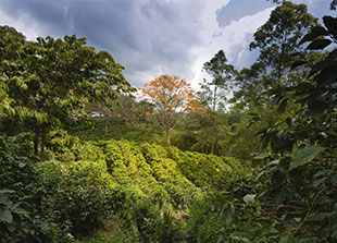 Piping Rock Arturo Rudolfo Costa Rican Coffee